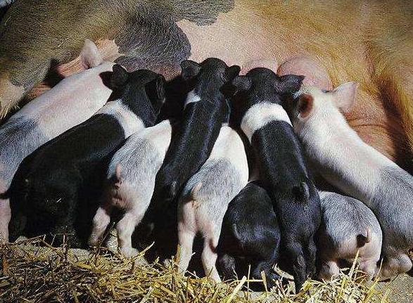 天邦股份2024有望翻十倍的股,天邦股份重组成功涨几倍