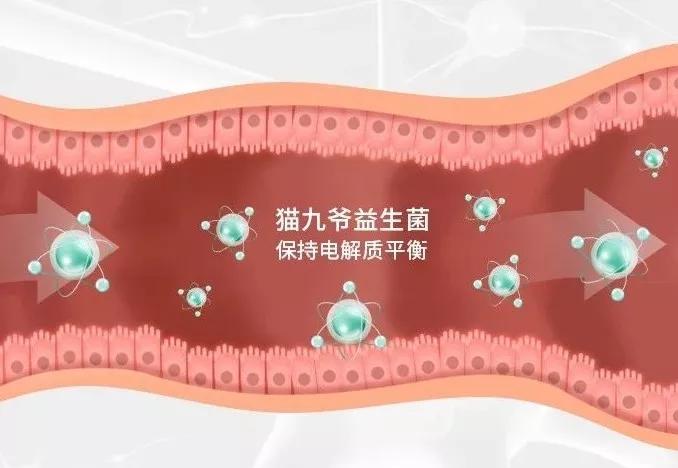 猫咪疱疹病毒和猫鼻支症状一样吗,猫疱疹病毒每只猫都有吗