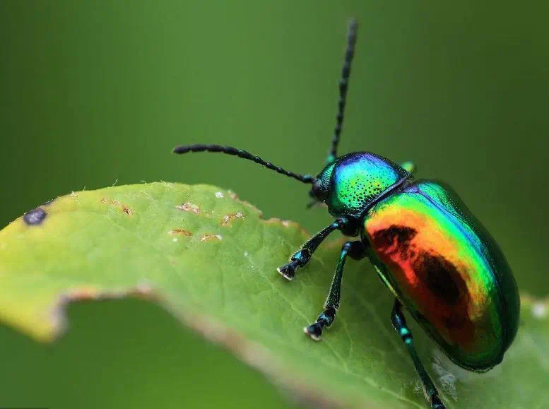 喷泡篮球鞋,篮球鞋喷青色