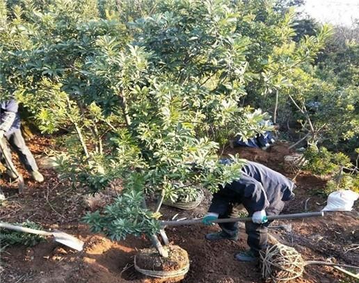 杨梅栽培技术与管理,杨梅种植管理技术