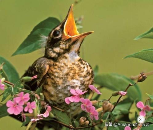 英语分级绘本导读4:Thebabyanimals英语启蒙绕不开的小动物