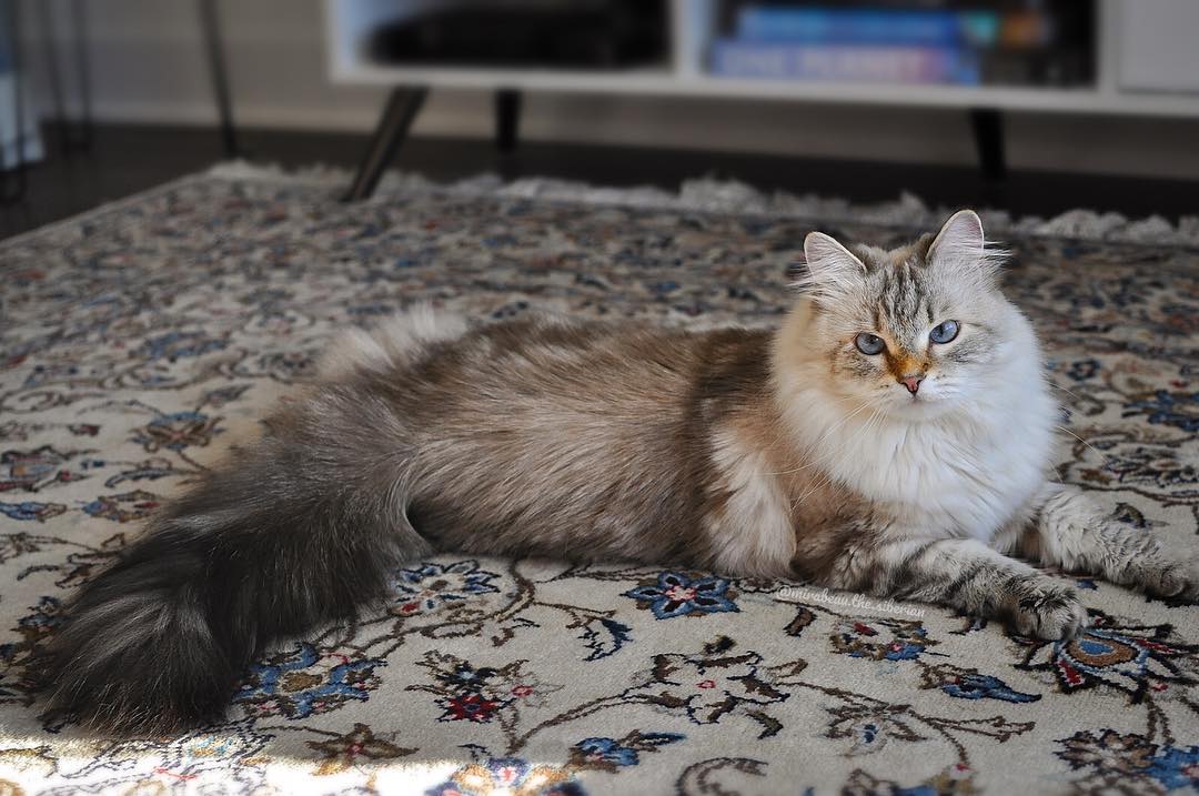 猫咪怀孕期间大便带血,猫咪大便末端有一段黏液血