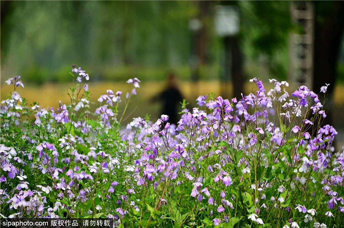 紫色花海哪里最好玩,紫色的花海景点