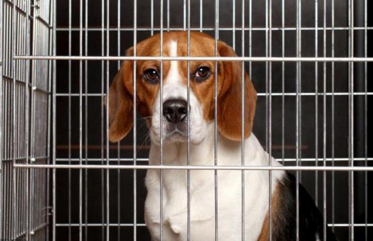 狗狗小视频养狗训练,养狗要训练哪些技能有好处