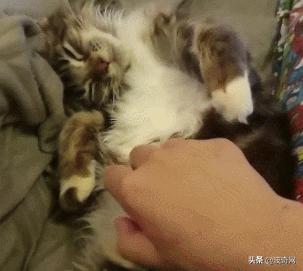 猫咪脸型体型怎么看,耳朵轮廓能看出猫咪的性格嘛
