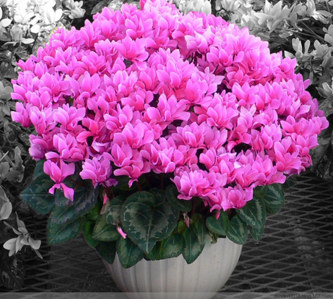 仙客来盆栽制作视频,仙客来一盆变十盆