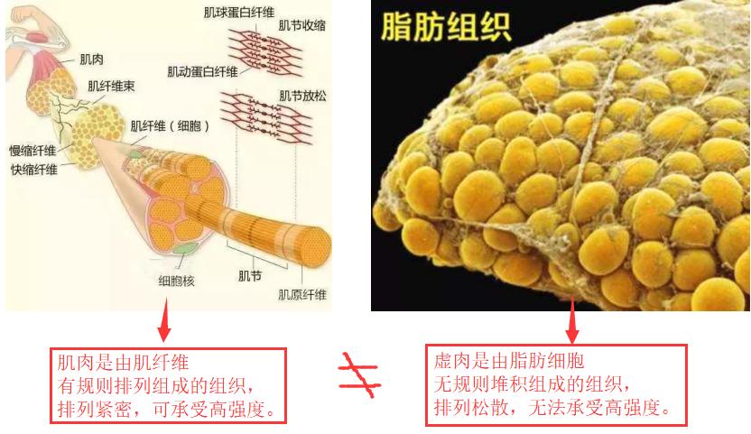 靠吃和运动可以增肌,如何吃增肌粉才能长肉