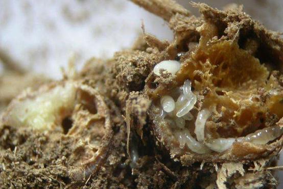 韭菜地里的蛆虫怎么灭,种植韭菜长韭蛆怎么治