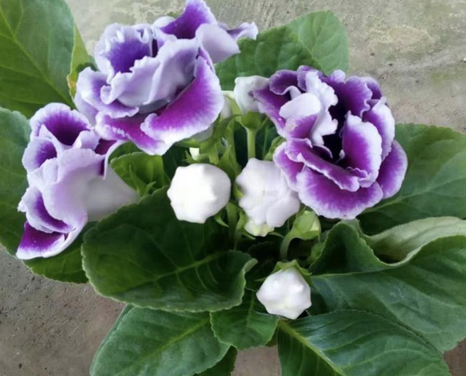 这6种花越冷越好养,冬天适合养的7种花