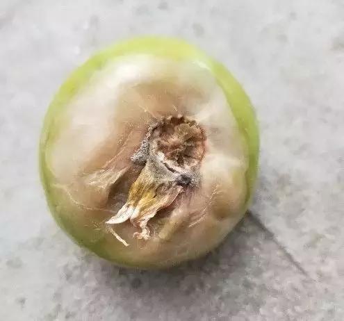 灰霉病的可怕之处——爆发迅速！对付灰霉病有没有好办法