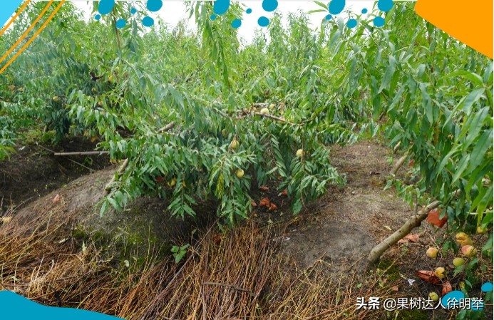 桃树栽植技术与管理,桃树起垄栽植的好处