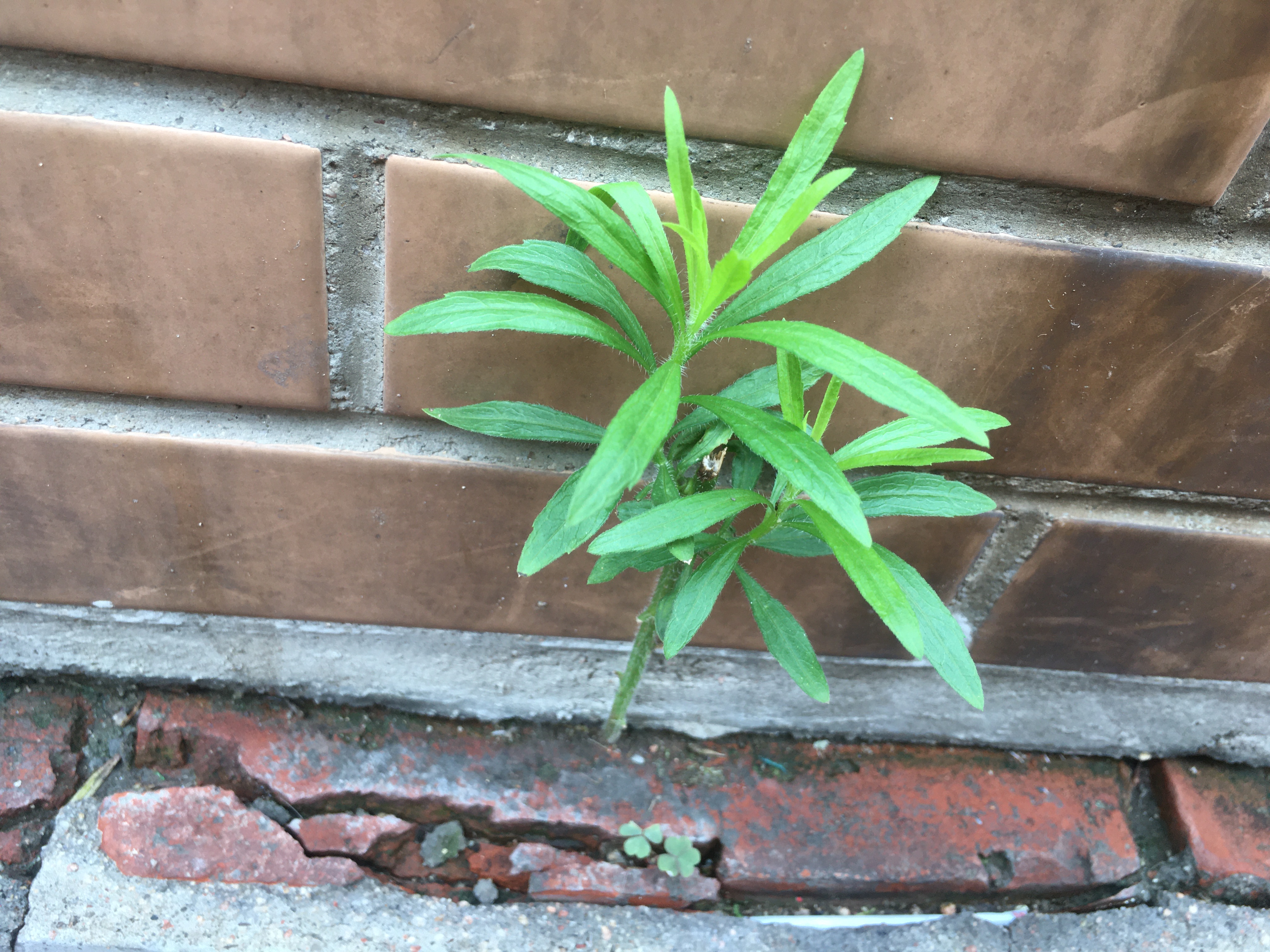 为什么那种高楼层的水泥地会长草？这些草是怎么来的？