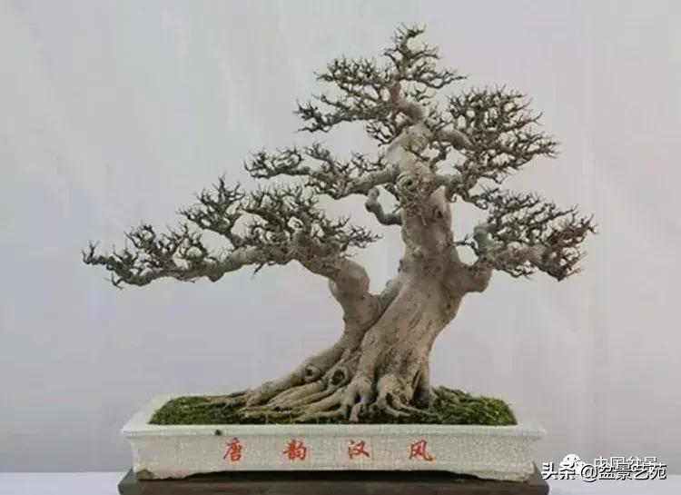 回旋飘枝盆景,带飘枝的室外盆景