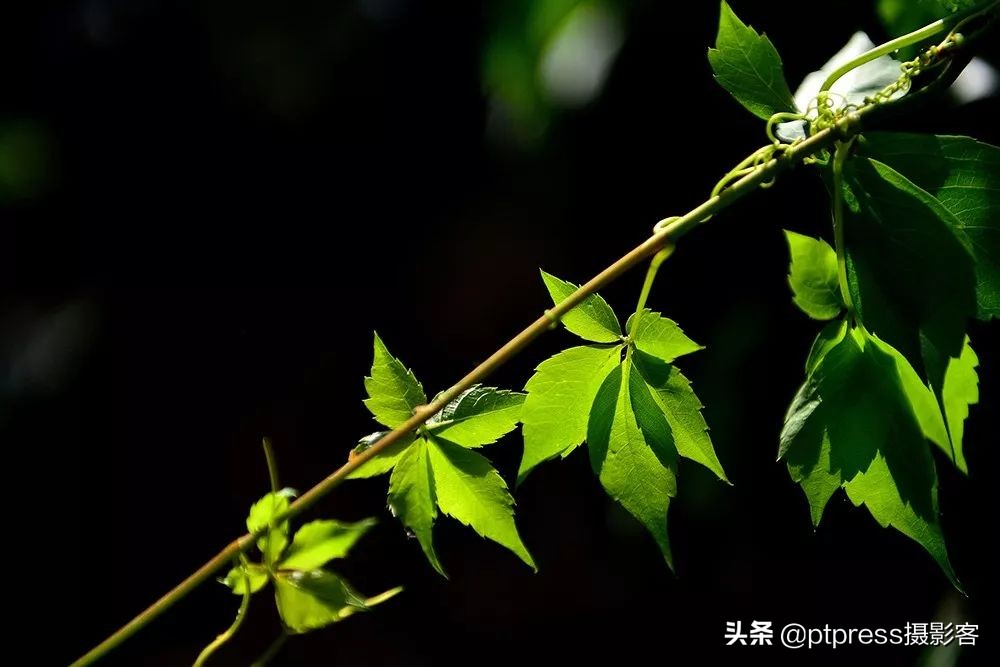 客叔辣评｜为什么你看了那么多摄影书，还是拍不好？这就是原因