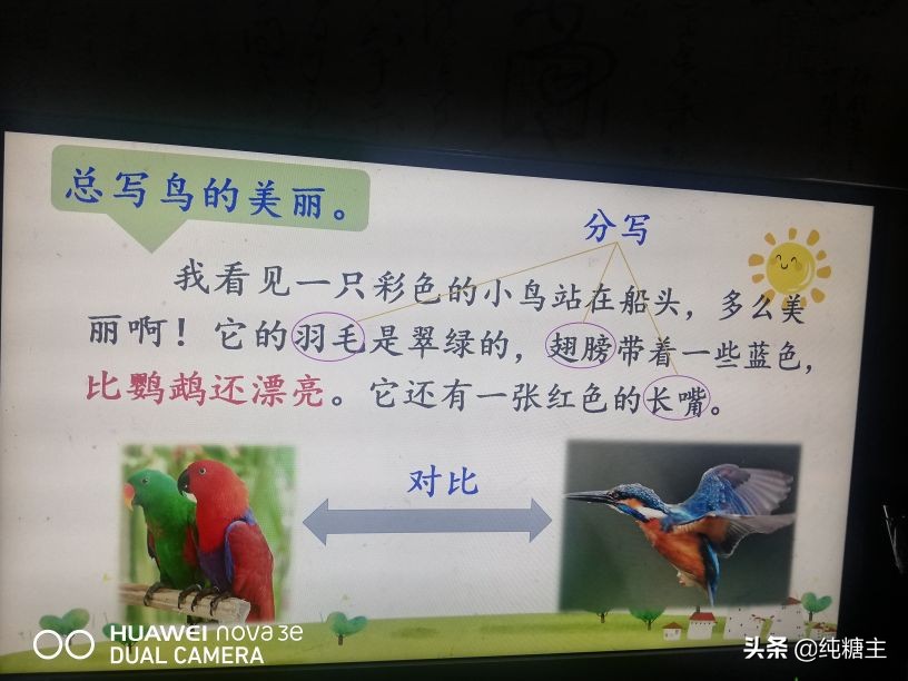 三年级语文上册搭船的鸟预习笔记,三年级搭船的鸟课文笔记