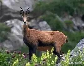 有必要买真包吗,有必要花一两万买真包吗