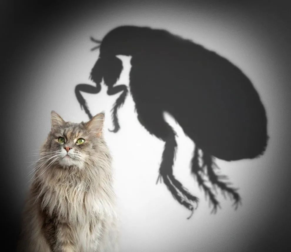 猫咪有绦虫吃什么药,猫咪绦虫是什么样的