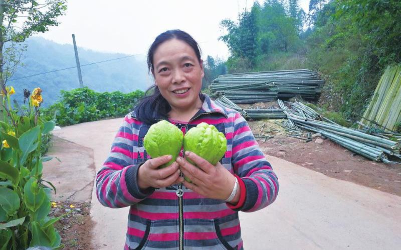 邛崃市大同乡：种佛手瓜一亩赚了5000元