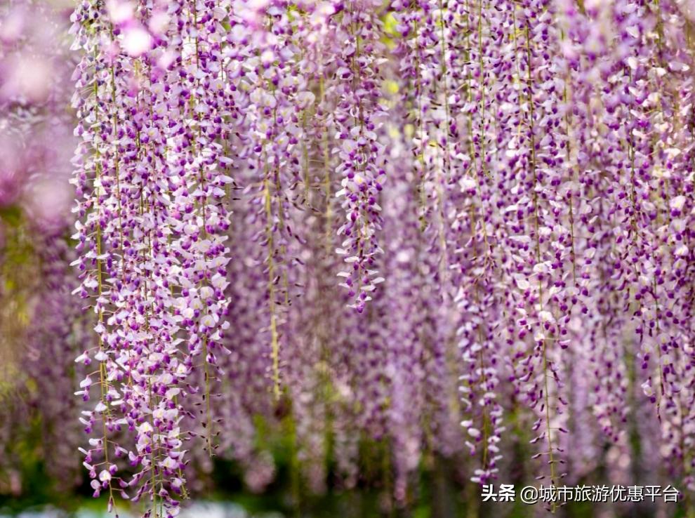 紫藤挂云木花蔓宜阳春下一句,紫藤挂云木花蔓宜阳春整首诗