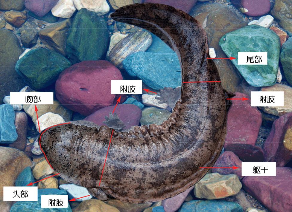 罕见野生娃娃鱼成功获救,野生娃娃鱼放生的危害