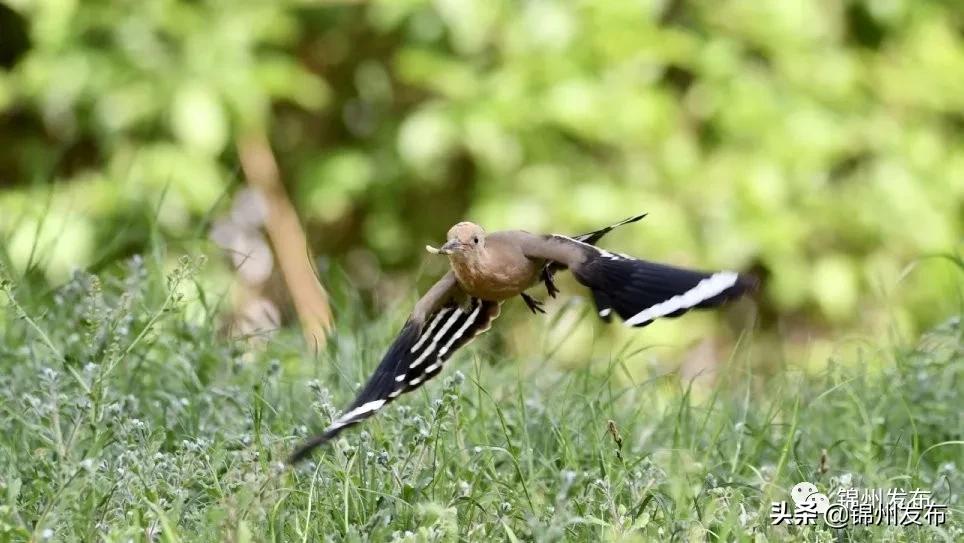 保护母亲河护渔行动,保护绿水青山在行动