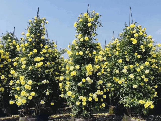 郫都区最美的花海,成都郫都花乡玫瑰开放了吗