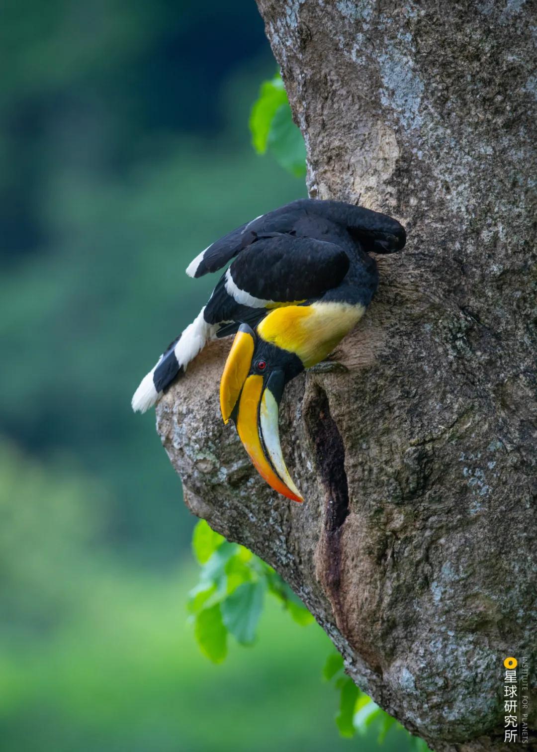 林草领域知识图谱,林草科普专业术语