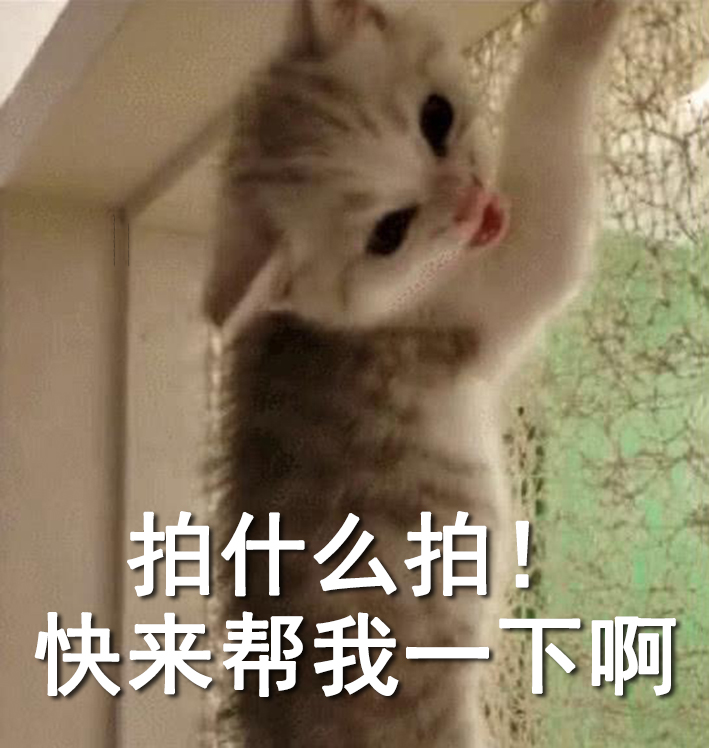 拥有窗纱的家庭，窗户上容易滋生“猫猫壁虎”？