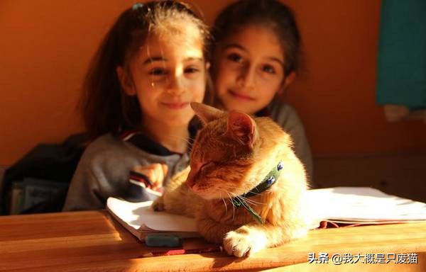 流浪猫托付孩子给人类被嫌弃,托比猫被主人遗弃