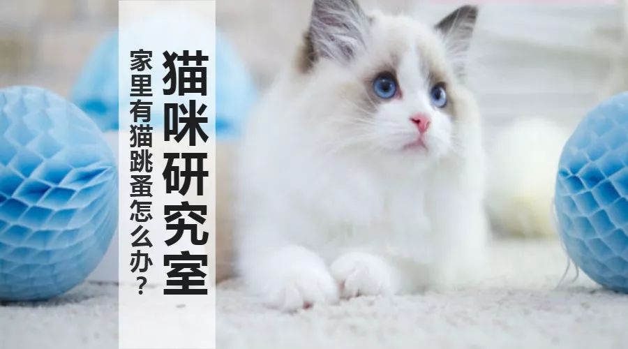 猫得了跳蚤怎么办？如何彻底消灭家里的跳蚤？