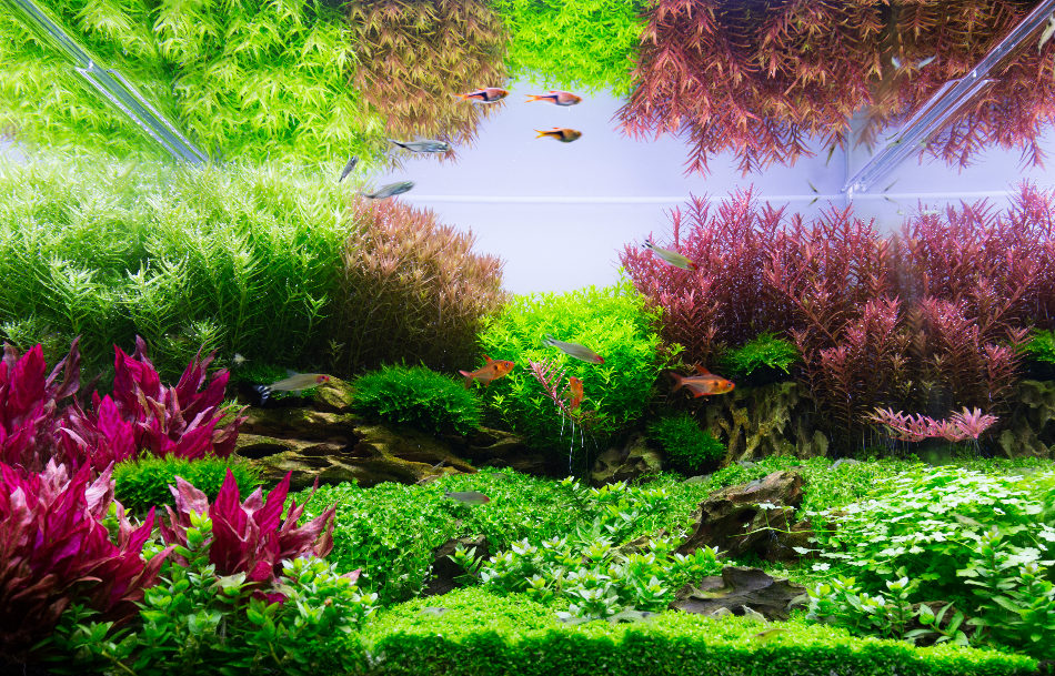 水族水草知识分享,分享养鱼干货