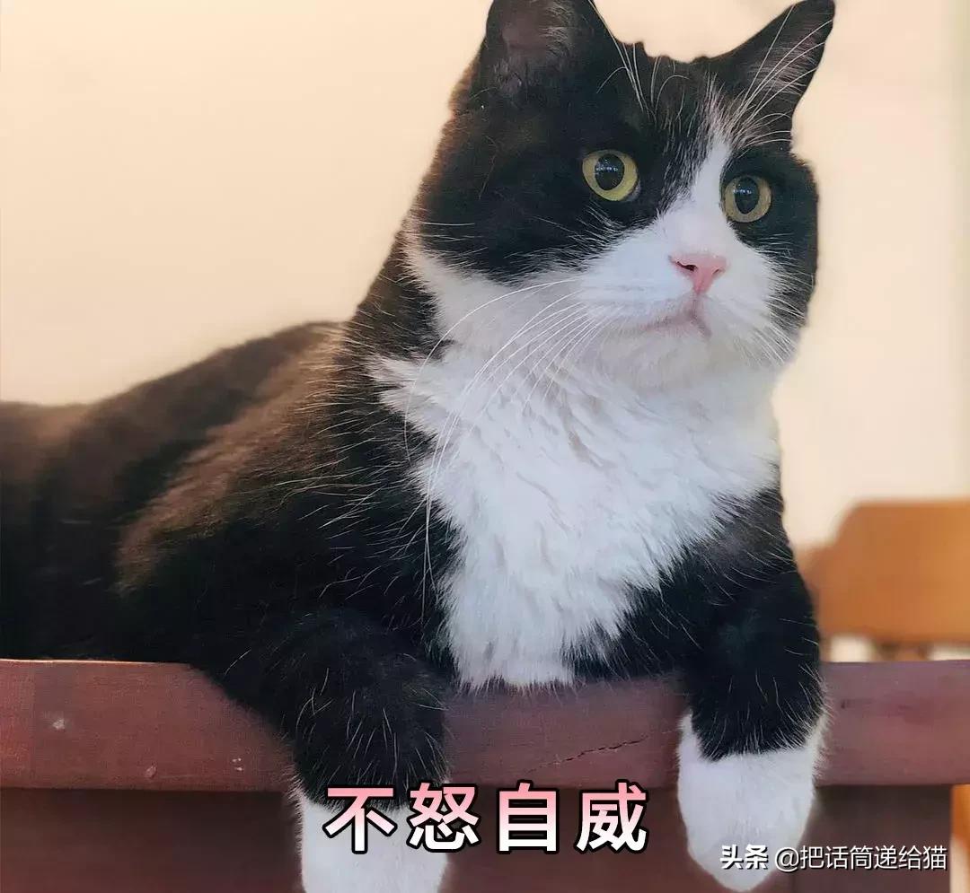 猫故事集,猫故事完整版