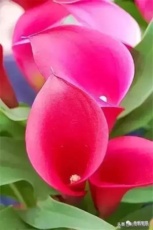 正月初九祝愿大家好运长长久久,正月初九最美好的祝福送给友友们