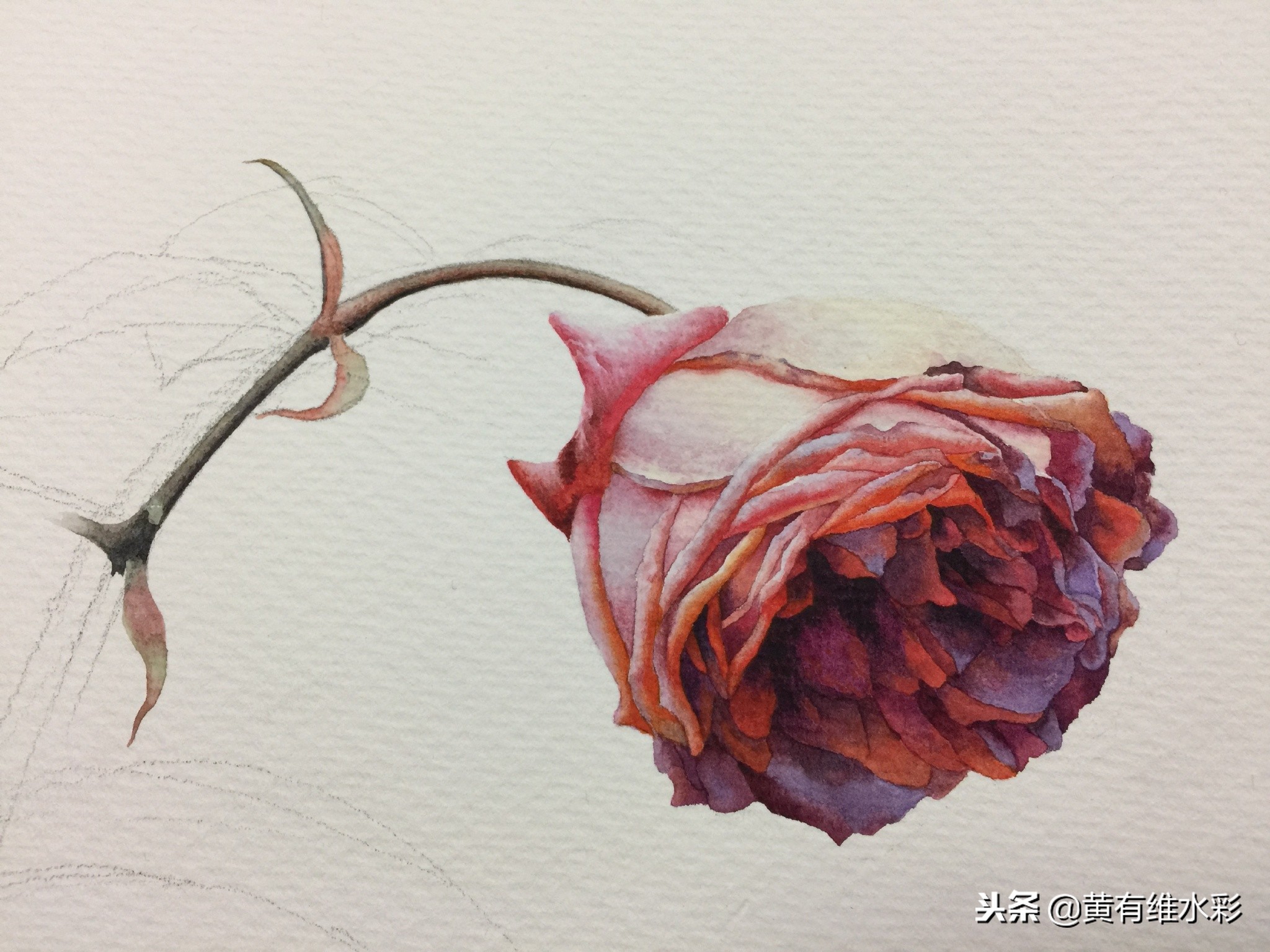 水彩绘画教程简单玫瑰,水彩步骤图花卉