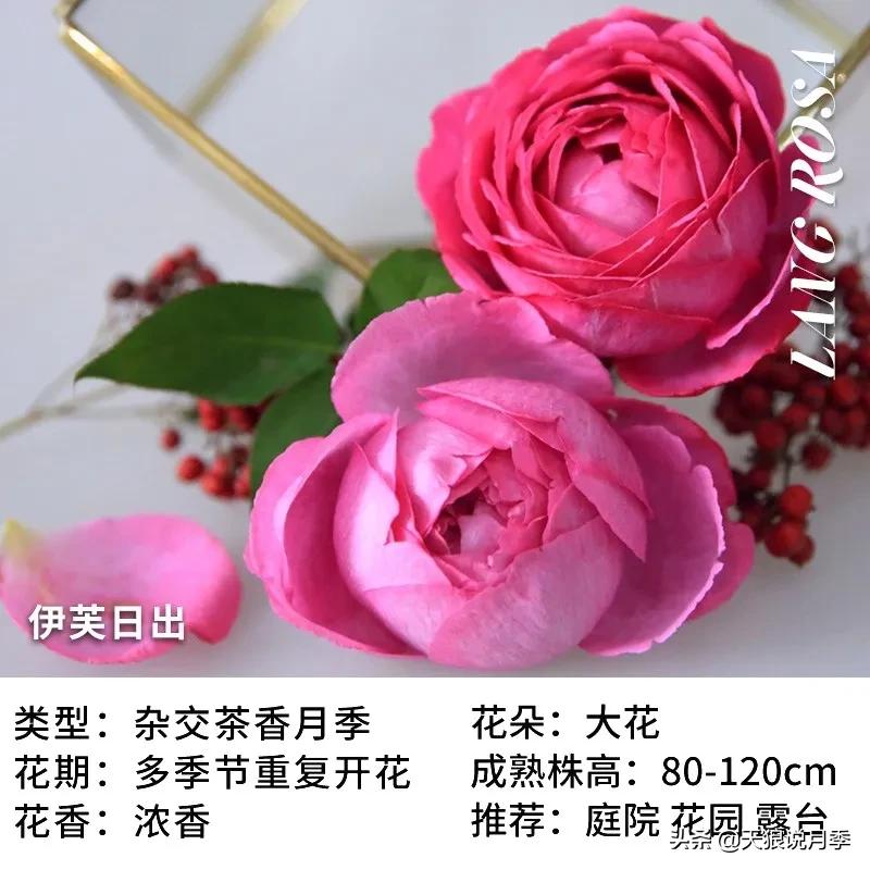 月季控对美的极致追求，尽在伊芙系列