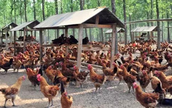 肉鸡肾传支的预防和治疗,肉鸡病毒病什么时候用药好