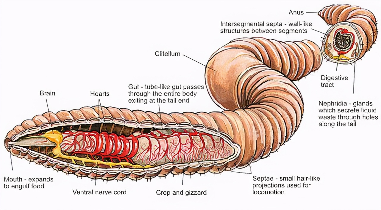 电击捕蚯蚓方法,电蚯蚓对土壤的危害