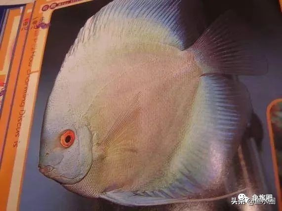 七彩神仙品系图谱,七彩神仙全系品种介绍