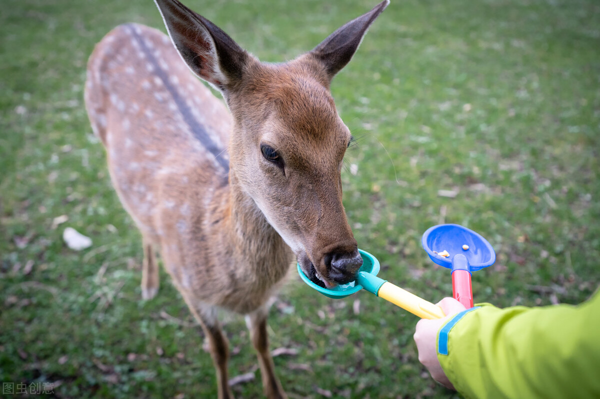 黔驴技穷的寓言故事讲的什么道理,黔驴技穷寓言故事的起因是什么