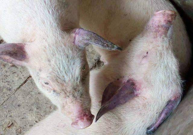 猪皮肤全身发紫怎么治,猪身上发紫怎么治疗土方法