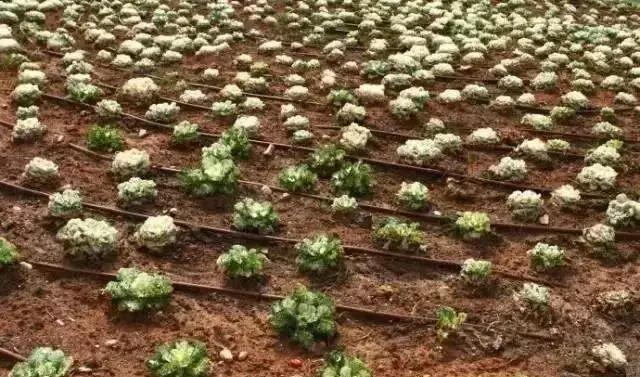 物联网水肥一体化以色列,菜吧家庭农场运营