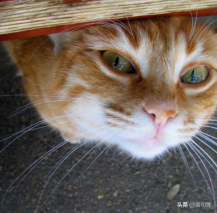 猫咪乳腺癌的症状表现,猫咪乳腺癌特效药