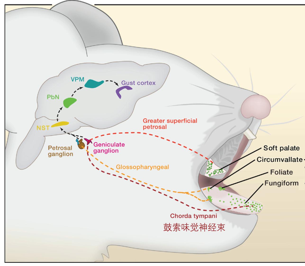 水有气味吗,水有颜色吗有味道吗