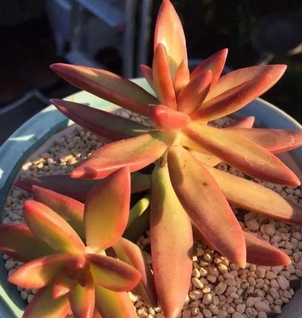 夏天温度高多肉怎么办,高温天气多肉处理方法视频