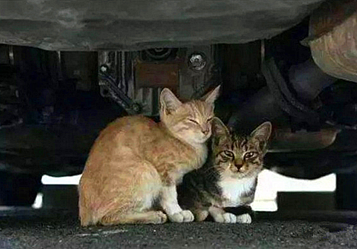 救助流浪猫怎么防止被猫抓,救助流浪小猫怎么喂奶