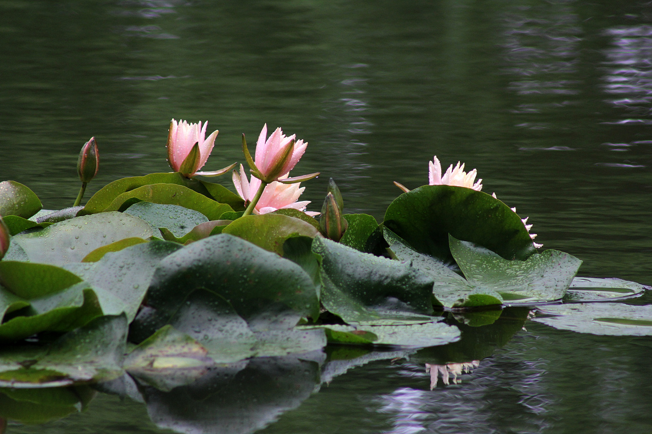 睡莲只长叶子不开花是怎么回事,睡莲几片叶子才能开花