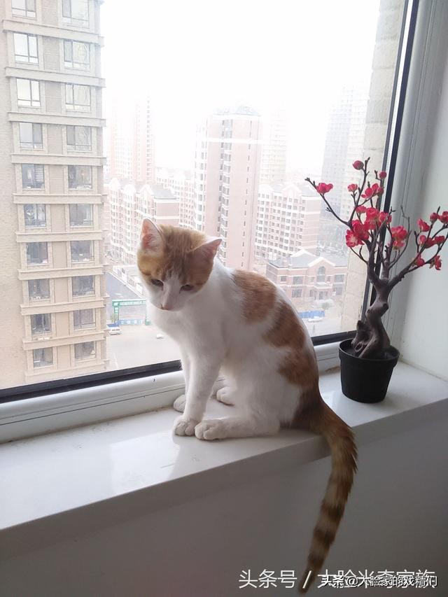 你这样的白橘猫,叫我怎能不爱?