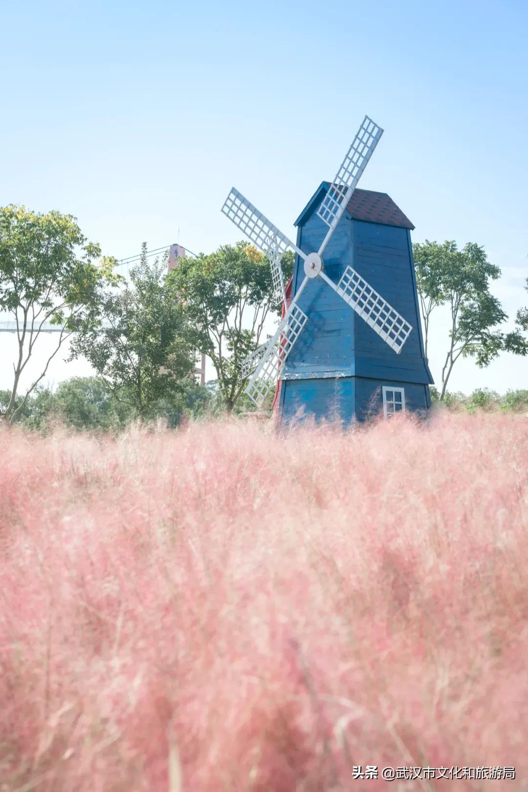 武汉12月秋季枫叶和银杏叶美景,枫叶银杏的美景最新