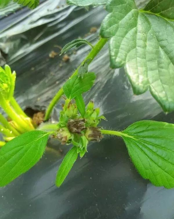 草莓叶子发黄边缘干枯补救方法,草莓心叶子萎蔫怎么办