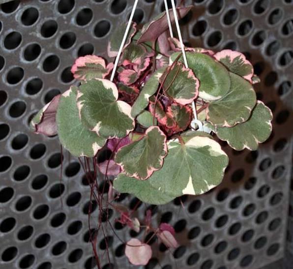 这花厉害了，看着墙就爱爬，叶片有花纹枝条绿油油，能做天然花墙